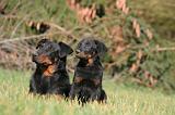 BEAUCERON - ADULTS and PUPPIES 061